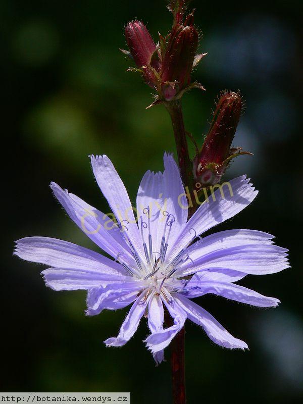 Čekanka kořen řezaný